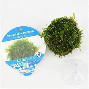 Moerings waterplanten Vesicularia dubyana drijvende bal 5 stuks aquarium plant