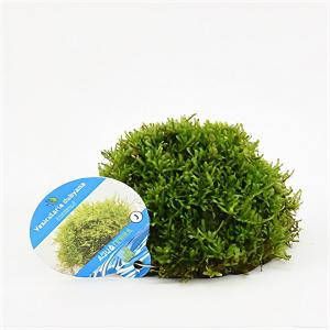 Moerings waterplanten Vesicularia dubyana op kokosnoot aquarium plant