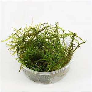 Moerings waterplanten Vesicularia montagnei mos 3 stuks aquarium plant