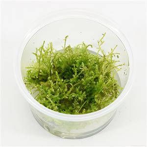 Moerings waterplanten Vesicularia montagnei mos 3 stuks aquarium plant