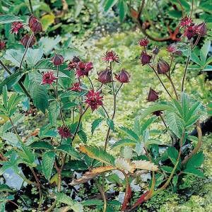 Moerings waterplanten Wateraardbei (Potentilla palustris) moerasplant (6 stuks)