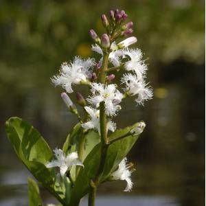 Moerings waterplanten Waterdrieblad (Menyanthes Trifoliata) moerasplant (6-stuks)