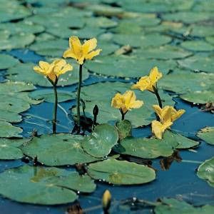 Moerings waterplanten Watergentiaan (Nymphoides peltata) zuurstofplant (10-stuks)