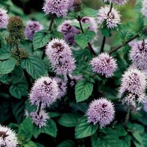 Moerings waterplanten Watermunt (Mentha aquatica) moerasplant (6-stuks)