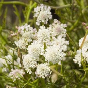 Moerings waterplanten Watertorkruid (Oenanthe aquatica) moerasplant (6-stuks)