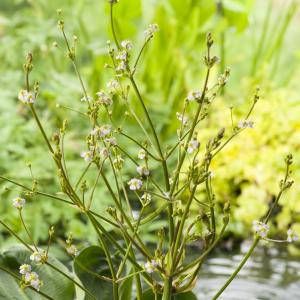 Moerings waterplanten Waterweegbree (Alisma parviflora) moerasplant (6-stuks)