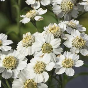 Moerings waterplanten Wilde bertram (Achillea ptarmica) moerasplant (6-stuks)