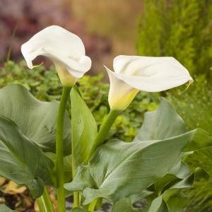 Moerings waterplanten Witte aronskelk (Zantedeschia aethiopica) moerasplant. (6-stuks)