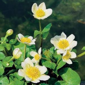 Moerings waterplanten Witte dotterbloem (Caltha palustris “alba”) moerasplant (6-stuks)