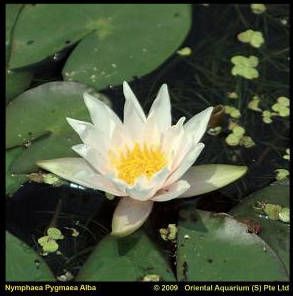 Moerings waterplanten Witte dwergwaterlelie (Nymphaea pygmea alba) waterlelie (6-stuks)