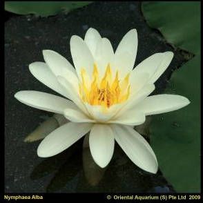 Moerings waterplanten Witte waterlelie (Nymphaea alba) waterlelie (6-stuks)