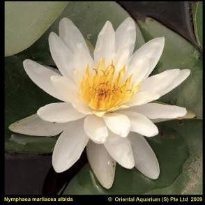 Moerings waterplanten Witte waterlelie (Nymphaea Marliacea Albida) waterlelie (6-stuks)