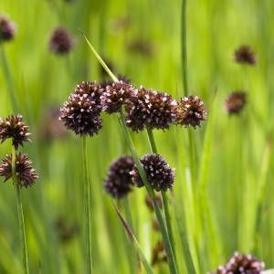 Moerings waterplanten Zwaardrus (Juncus ensifolius) moerasplant (6-stuks)