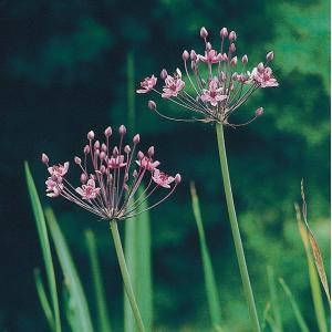 Moerings waterplanten Zwanenbloem (Butomus umbellatus) moerasplant (6-stuks)