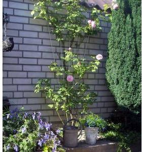 Nature Metalen Klimrek Groen Klim-En Geleide Artikel 0.5x75x145 cm - Foto 5