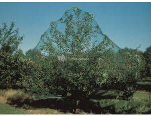 Nature Vogelnet groen 2 x 5 meter Beschermnetten voor de tuin Planten bomen beschermen tegen vogels - Foto 4