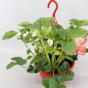 Plantenwinkel.nl Aardbei (fragaria x ananassa "Tenira") fruitplanten 6 stuks