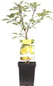 Plantenwinkel.nl Appelboom Golden Delicious (malus domestica "Golden Delicious") fruitbomen