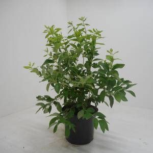 Plantenwinkel.nl Bosbes (vaccinium corymbosum "Goldtraube") fruitplanten In 3.5 liter pot 7 stuks