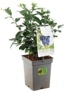 Plantenwinkel.nl Bosbes (vaccinium corymbosum "Jersey") fruitplanten In 5 liter pot 1 stuks