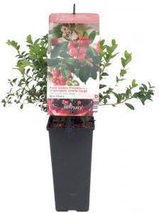 Plantenwinkel.nl Bosbes (vaccinium vitis-idaea "Miss Cherry" ) fruitplanten