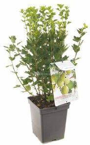 Plantenwinkel.nl Groene kruisbes (ribes uva crispa "Hinnonmäki Grön") fruitplanten In 5 liter pot 1 stuks