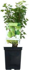 Plantenwinkel.nl Groene kruisbes (ribes uva crispa "Tatjana") fruitplanten
