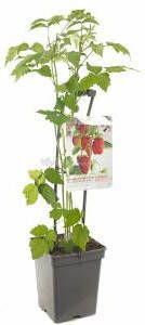 Plantenwinkel.nl Herfstframboos (rubus idaeus "Autumn Bliss") fruitplanten In 5 liter pot 1 stuks