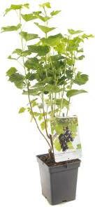 Plantenwinkel.nl Jostabes (ribes nigrum "Jostabes") fruitplanten In 5 liter pot 1 stuks