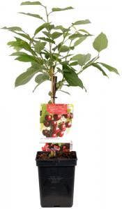 Plantenwinkel.nl Kersenboom (prunus avium "Kordia") fruitbomen