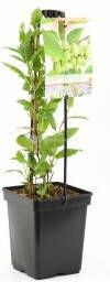 Plantenwinkel.nl Kiwibes (Actinidia Arguta "Issai") fruitplanten In 5 liter pot 1 stuks