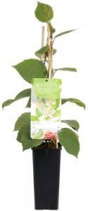 Plantenwinkel.nl Kiwi (mannelijk) (actinidia deliciosa "Atlas”) fruitplanten