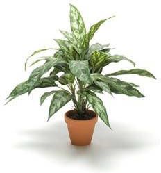 Plantenwinkel.nl Kunstplant Aglaonema in pot