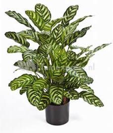 Plantenwinkel.nl Plantenwinkel Kunstplant Calathea green M
