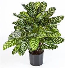 Plantenwinkel.nl Plantenwinkel Kunstplant Calathea green L