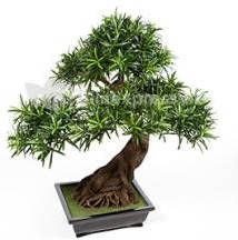 Plantenwinkel.nl Plantenwinkel Kunstplant Podocarpus bonsai L