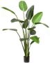 Easyplants Kunstplant Strelitzia 190 Cm Schitterende Brede Bladeren Brede Kamerplant - Thumbnail 2