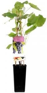 Plantenwinkel.nl Blauwe druif (vitis vinifera "Glenora") fruitplanten In 2 liter pot 1 stuks