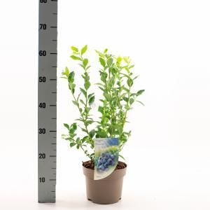 Plantenwinkel.nl Bosbes (vaccinium corymbosum "Bluecrop") fruitplanten In 5 liter pot 1 stuks