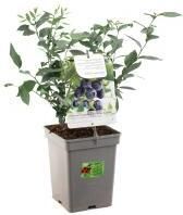 Plantenwinkel.nl Bosbes (vaccinium corymbosum "Goldtraube") fruitplanten In 3.5 liter pot 7 stuks