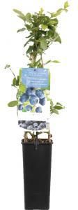 Plantenwinkel.nl Bosbes (vaccinium corymbosum "Jersey") fruitplanten In 2 liter pot 1 stuks