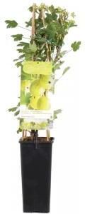 Plantenwinkel.nl Groene kruisbes (ribes uva crispa "Hinnonmäki Grön") fruitplanten In 5 liter pot 1 stuks