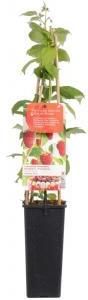 Plantenwinkel.nl Herfstframboos (rubus idaeus "Autumn Bliss") fruitplanten In 5 liter pot 1 stuks