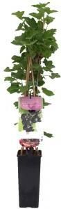 Plantenwinkel.nl Jostabes (ribes nigrum "Jostabes") fruitplanten In 2 liter pot 1 stuks