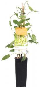 Plantenwinkel.nl Kiwibes (Actinidia Arguta "Issai") fruitplanten In 5 liter pot 1 stuks