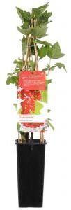 Plantenwinkel.nl Rode bes (ribes rubrum "Jonkheer van Tets") fruitplanten In 2 liter pot 1 stuks