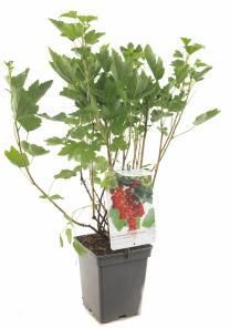 Plantenwinkel.nl Rode bes (ribes rubrum "Rovada") fruitplanten In 5 liter pot 1 stuks