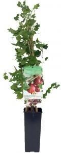 Plantenwinkel.nl Rode kruisbes (ribes uva crispa "Captivator") fruitplanten In 2 liter pot 1 stuks
