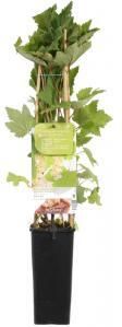 Plantenwinkel.nl Witte bes (ribes rubrum "Witte Parel") fruitplanten In 2 liter pot 1 stuks