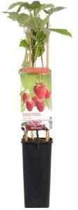 Plantenwinkel.nl Zomerframboos (rubus idaeus "Glen Ample") fruitplanten In 5 liter pot 1 stuks